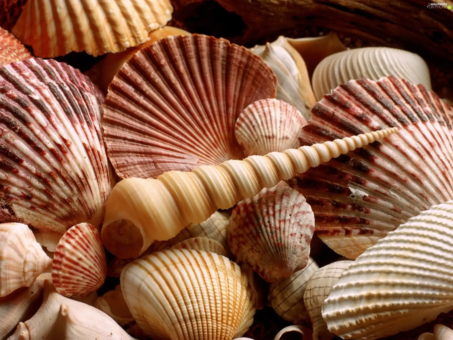 Shells, shape, color, different