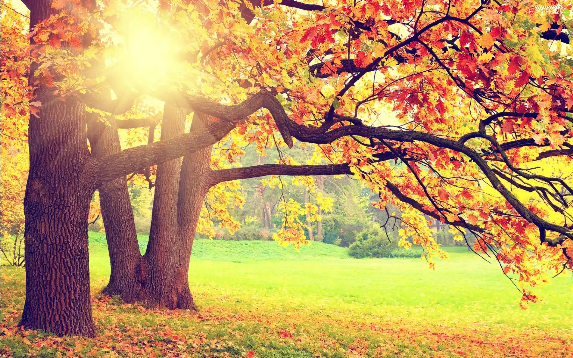 viewes, color, autumn, Leaf, sun, trees, Park, rays