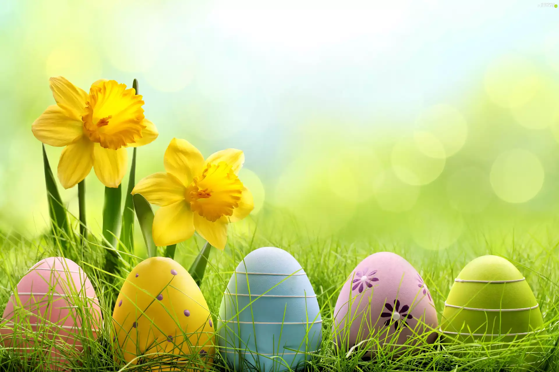 grass, glow, Daffodils, Colored Eggs, Easter