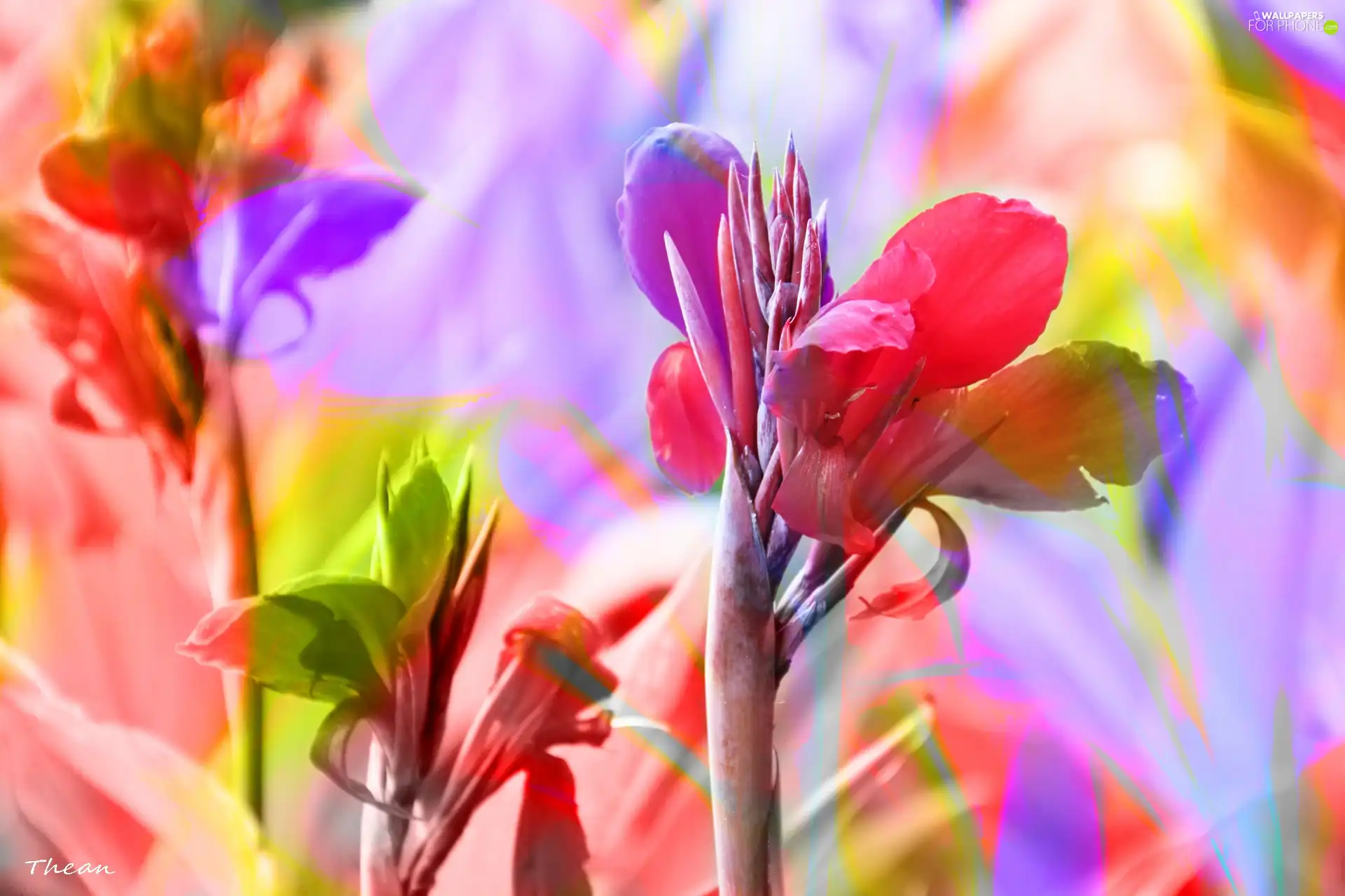 Flowers, colors