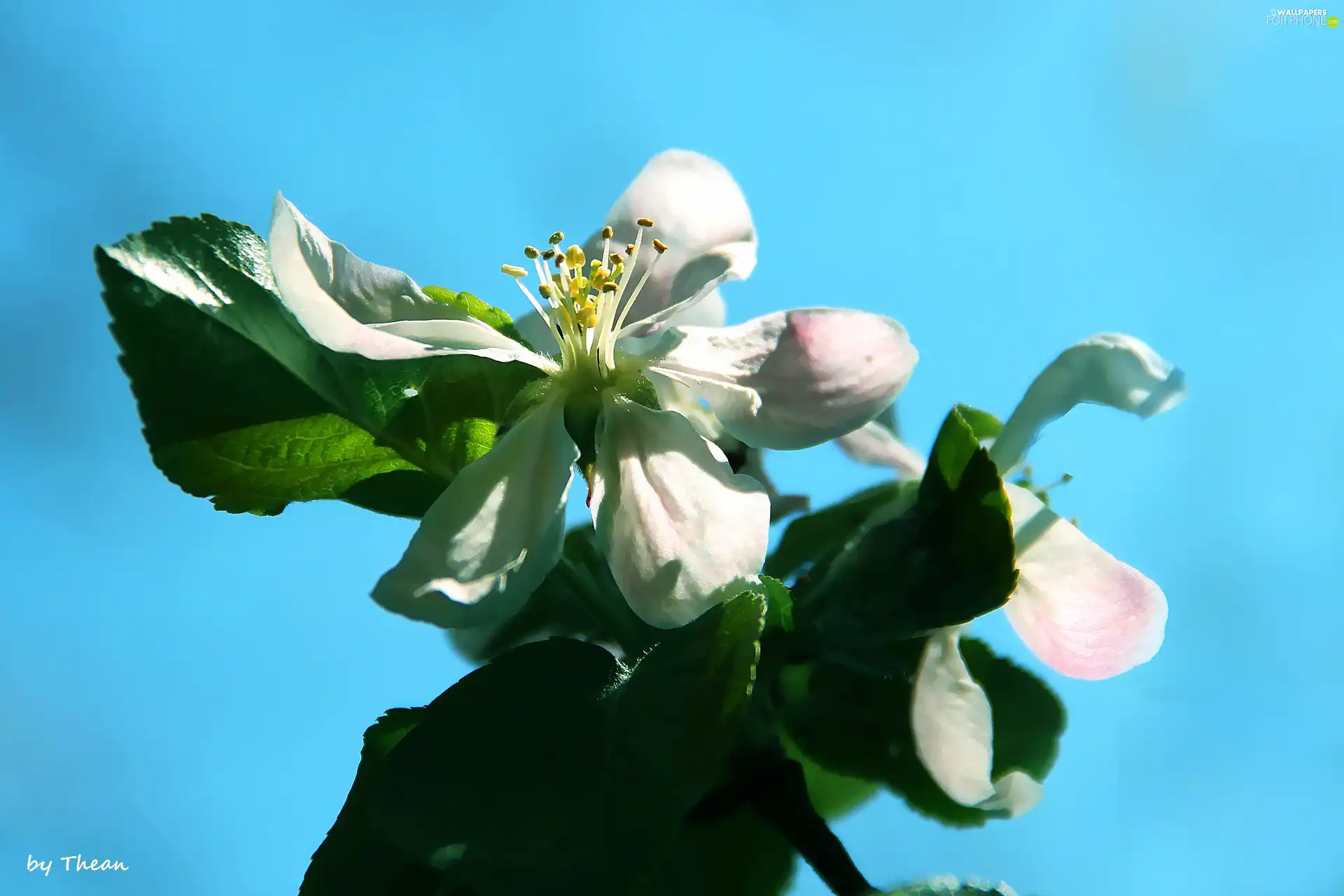 Colourfull Flowers, apple