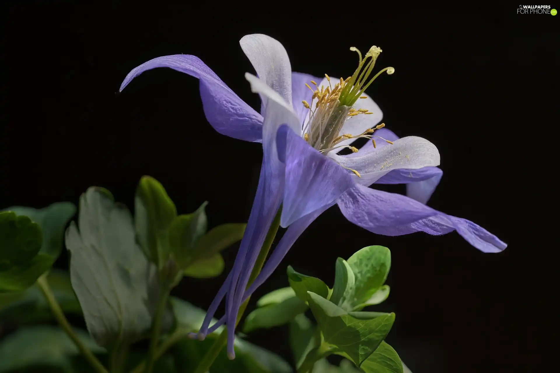 Leaf, black background, Colourfull Flowers, columbine, Violet