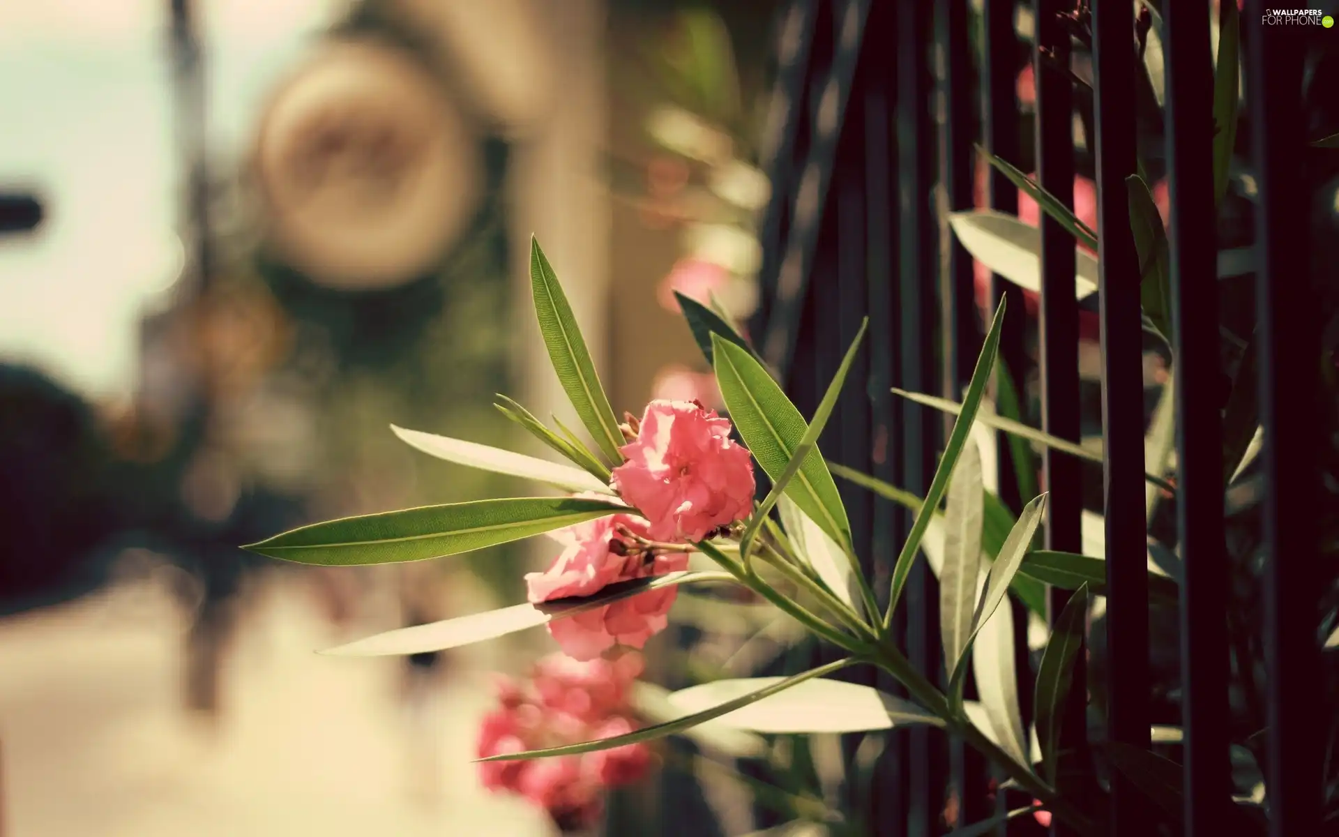 bars, Pink, Colourfull Flowers