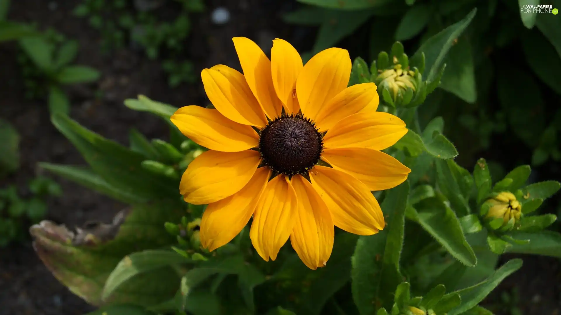Buds, Yellow, Colourfull Flowers