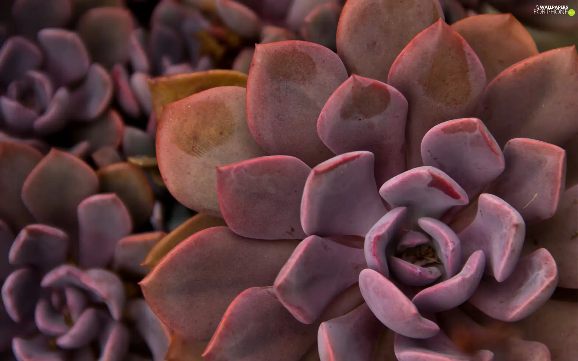 Colourfull Flowers, Cactus