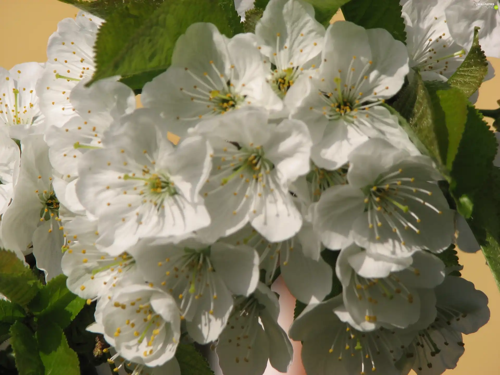 Colourfull Flowers, cherries