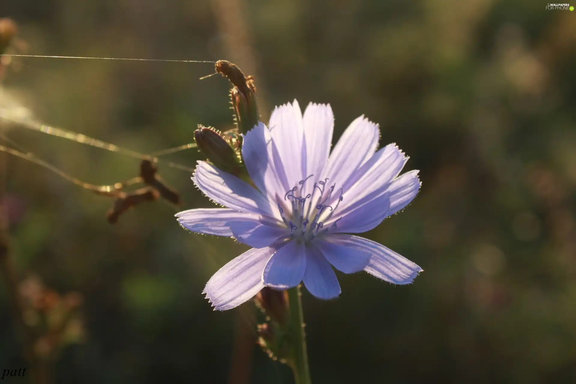 chicory, Violet, Colourfull Flowers