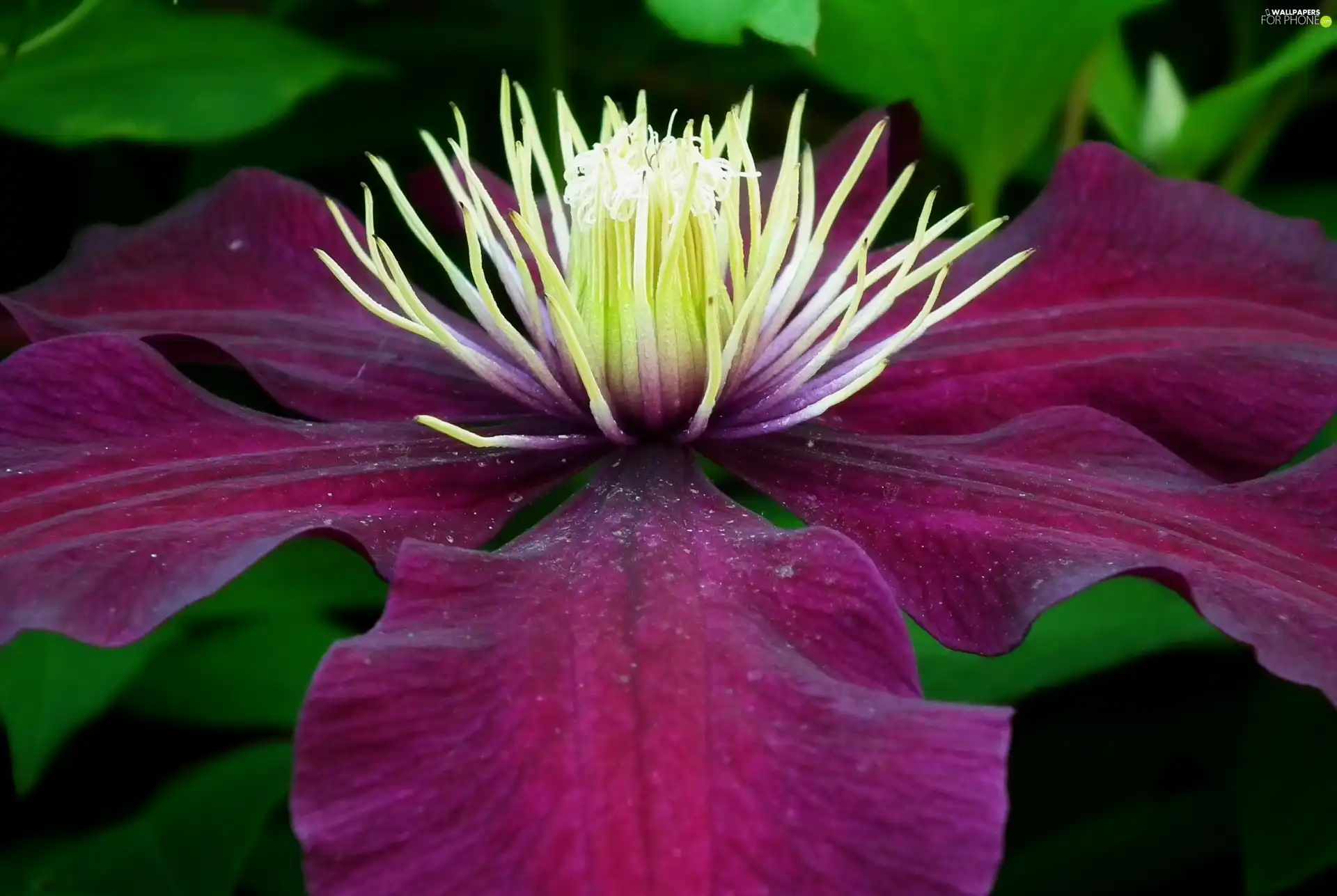 Clematis, nature, Colourfull Flowers