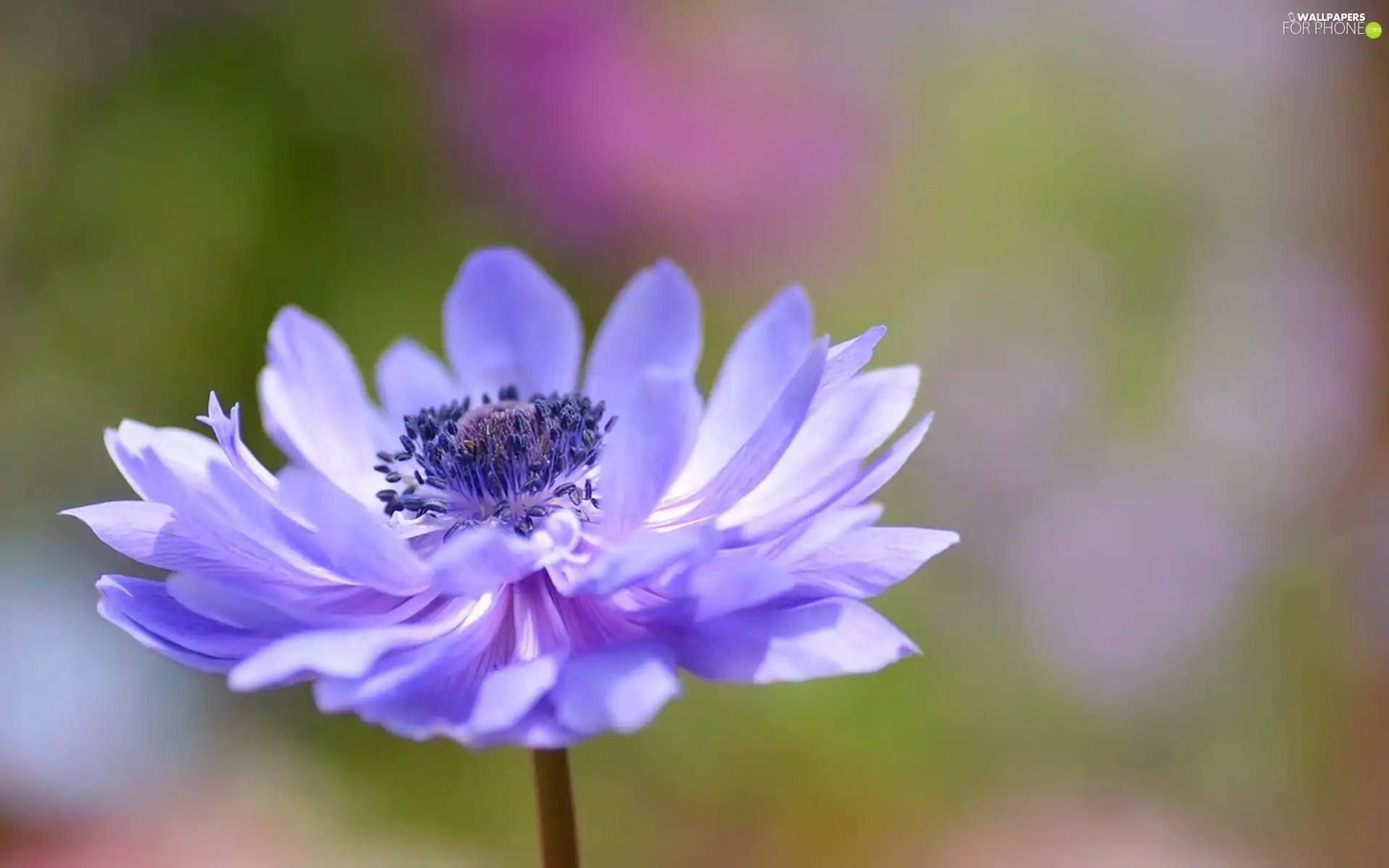 Close, Violet, Colourfull Flowers