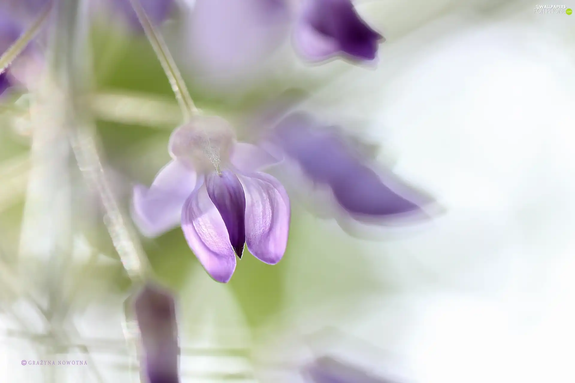 Close, wistaria, Colourfull Flowers