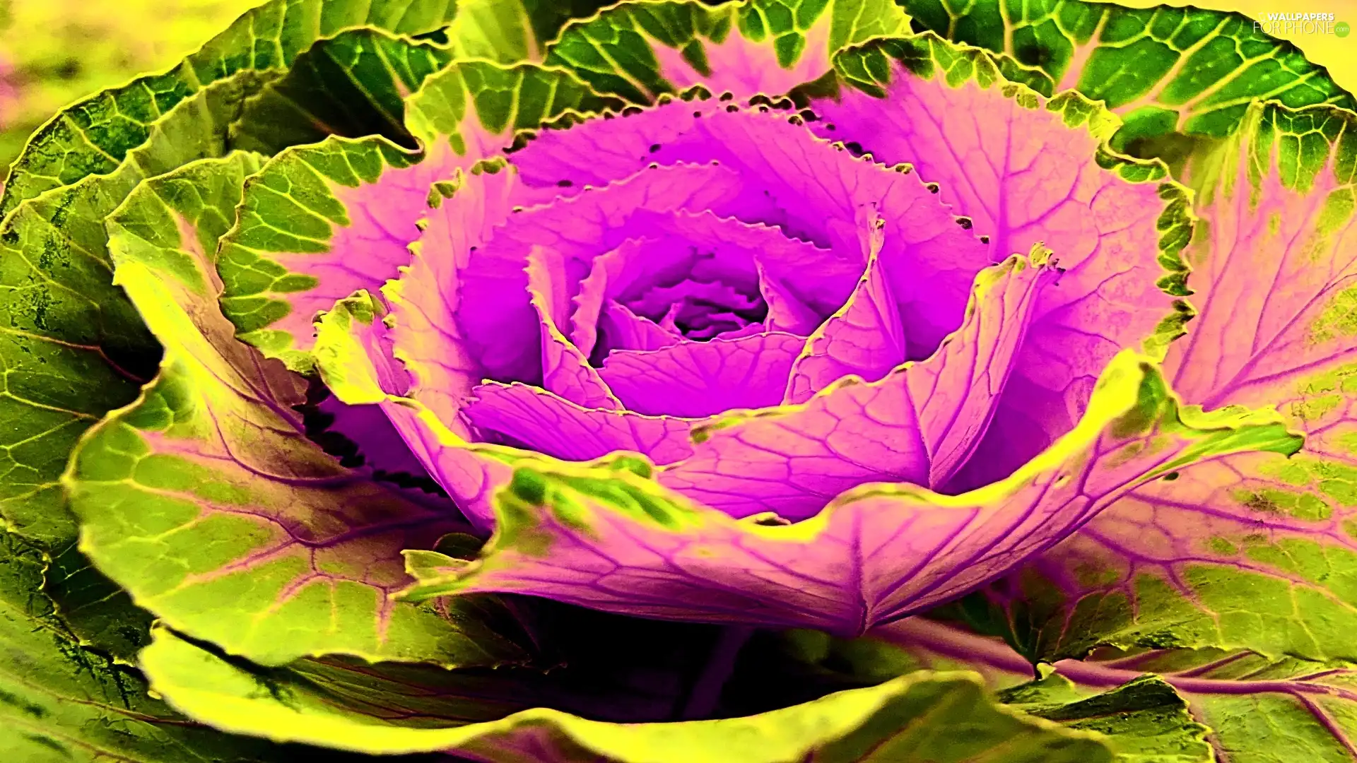 colors, cabbage, Colourfull Flowers