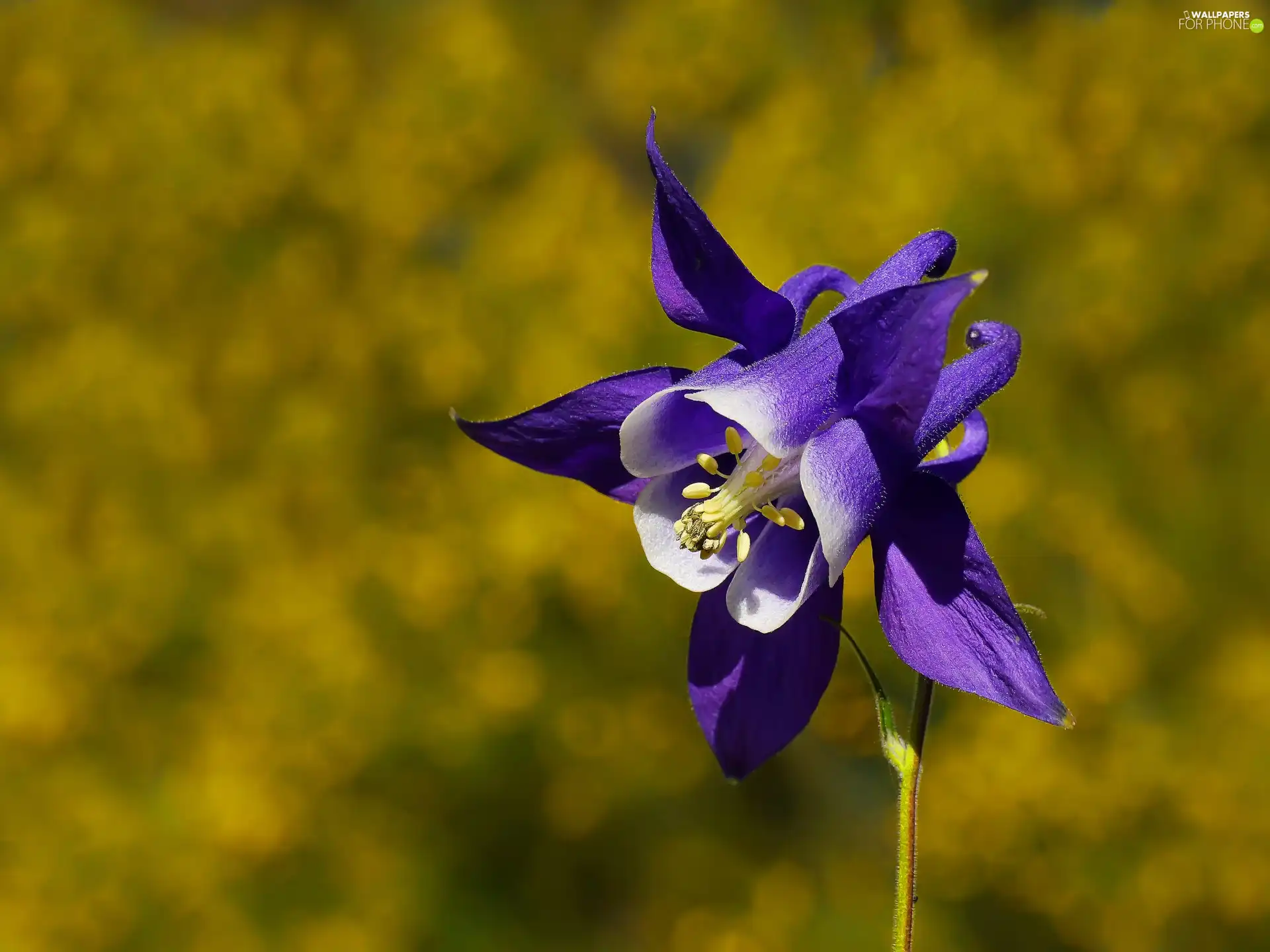 Colourfull Flowers, columbine