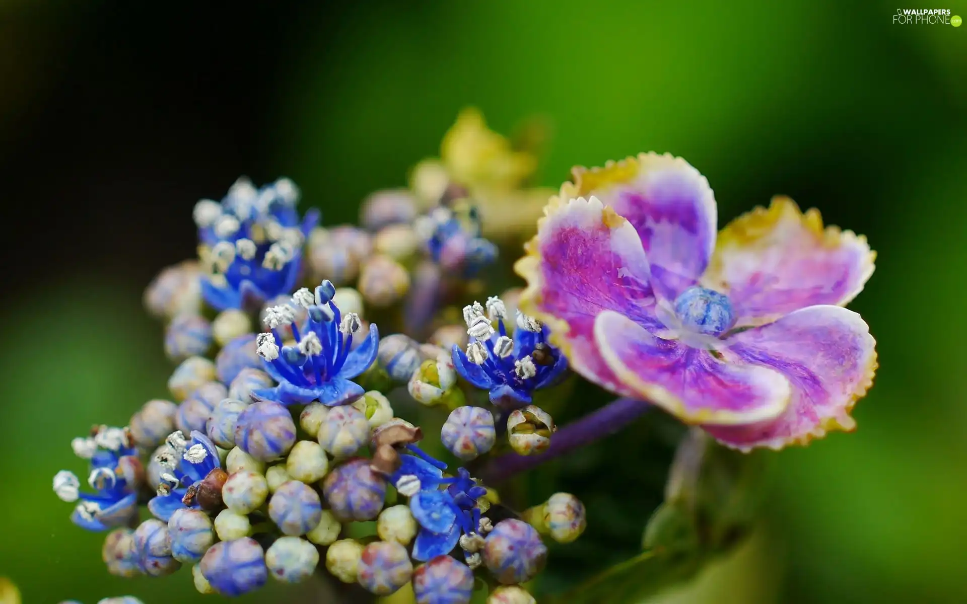 donuts, Close, Colourfull Flowers