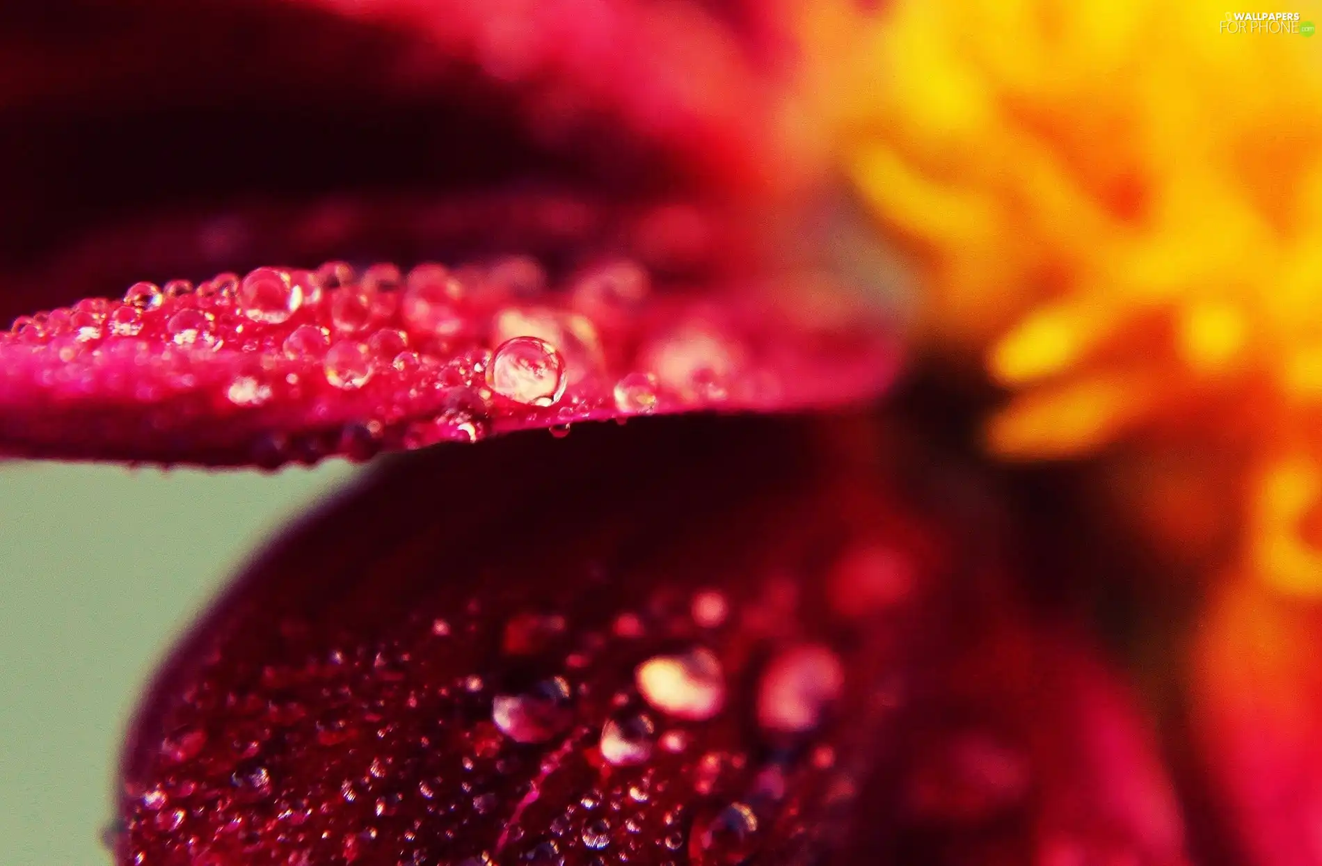 drops, Red, Colourfull Flowers