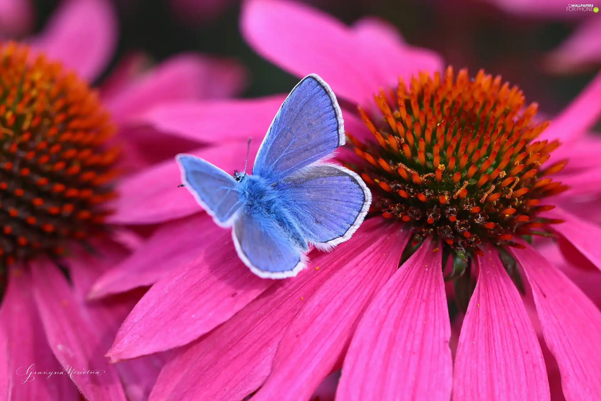 Dusky, echinacea, Colourfull Flowers, butterfly