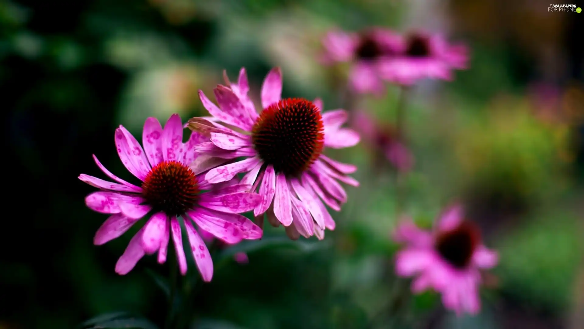 Colourfull Flowers, Echinacea