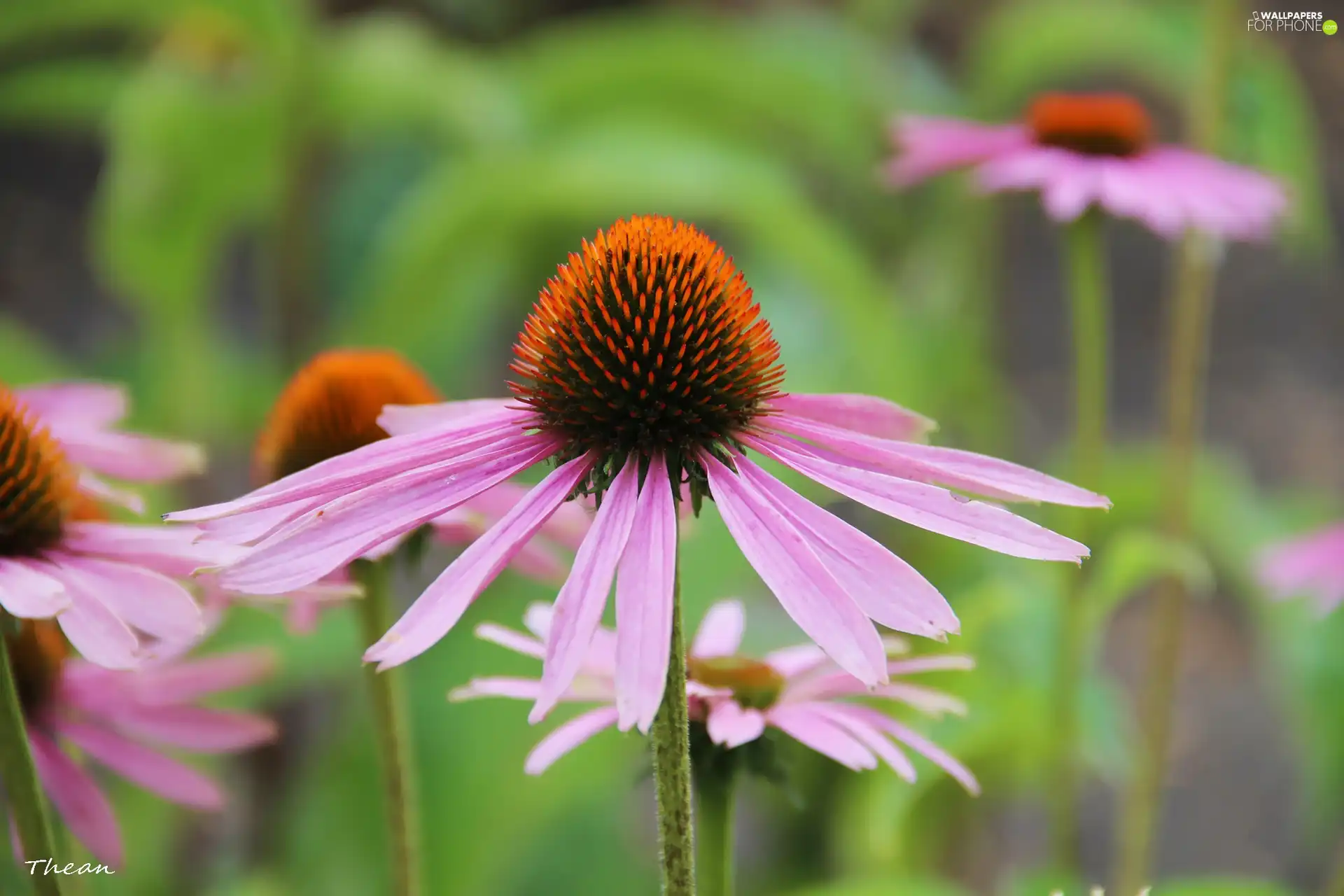 Colourfull Flowers, echinacea