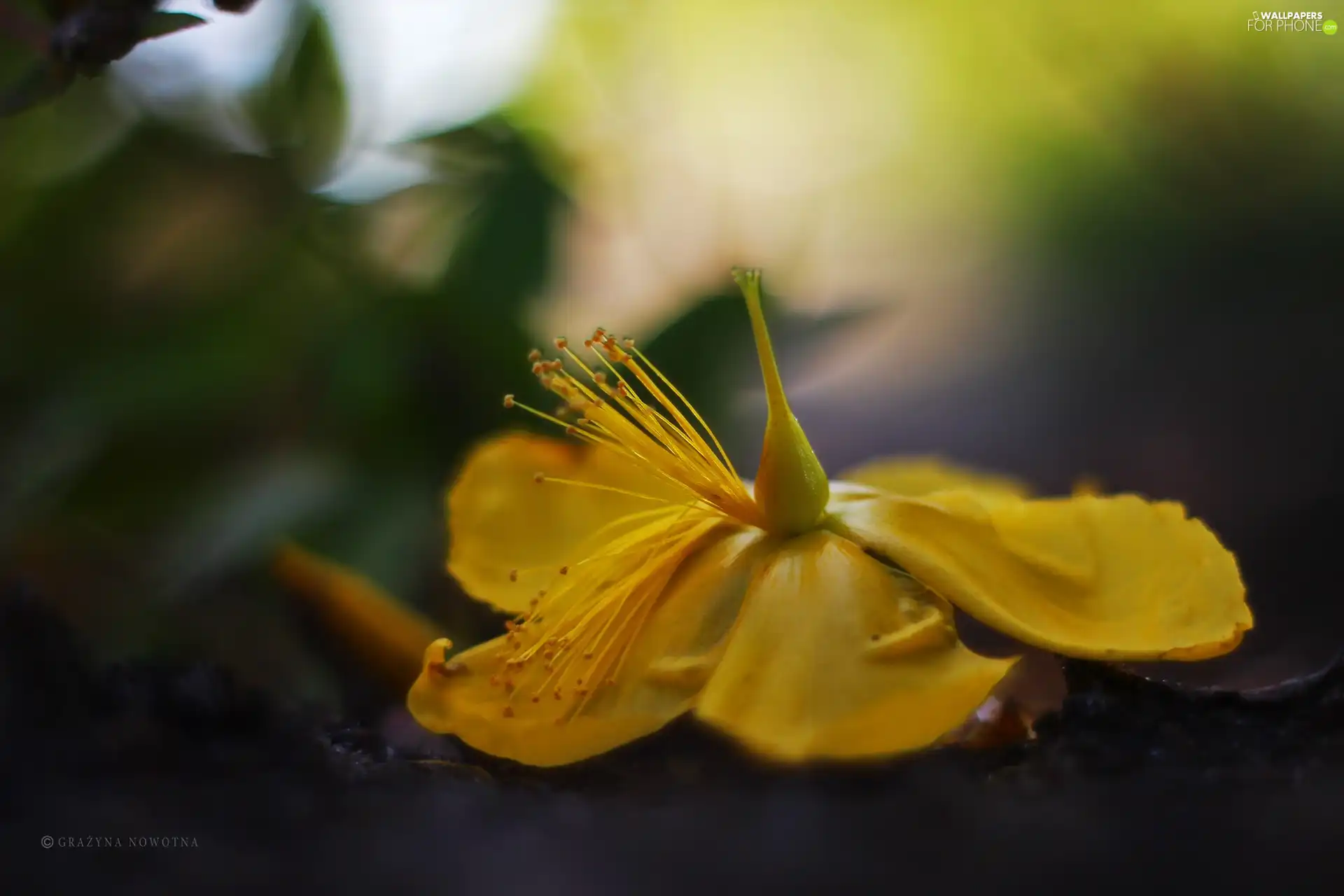 fallen, Yellow, Colourfull Flowers