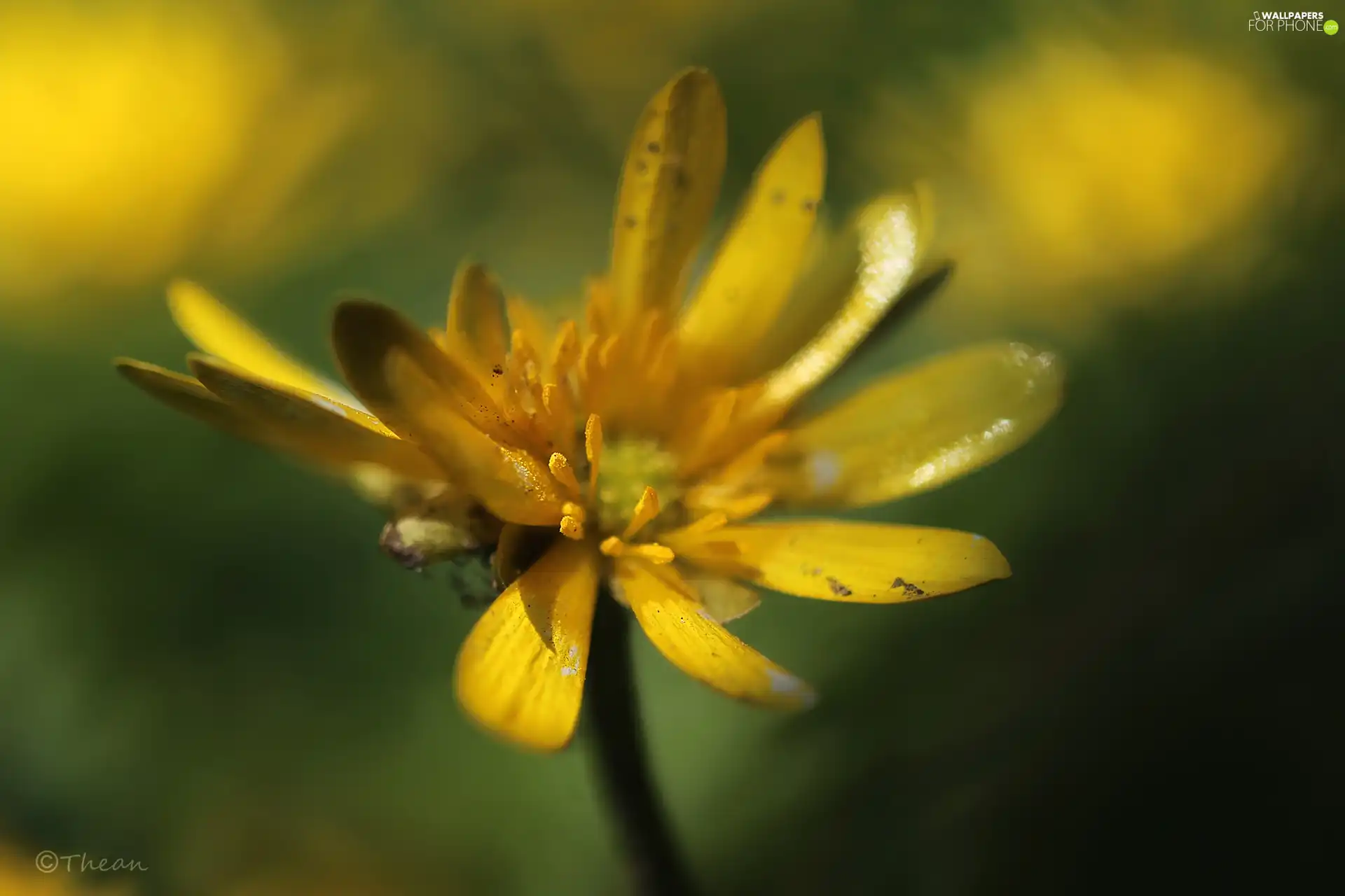 Yellow, fig buttercup, Colourfull Flowers