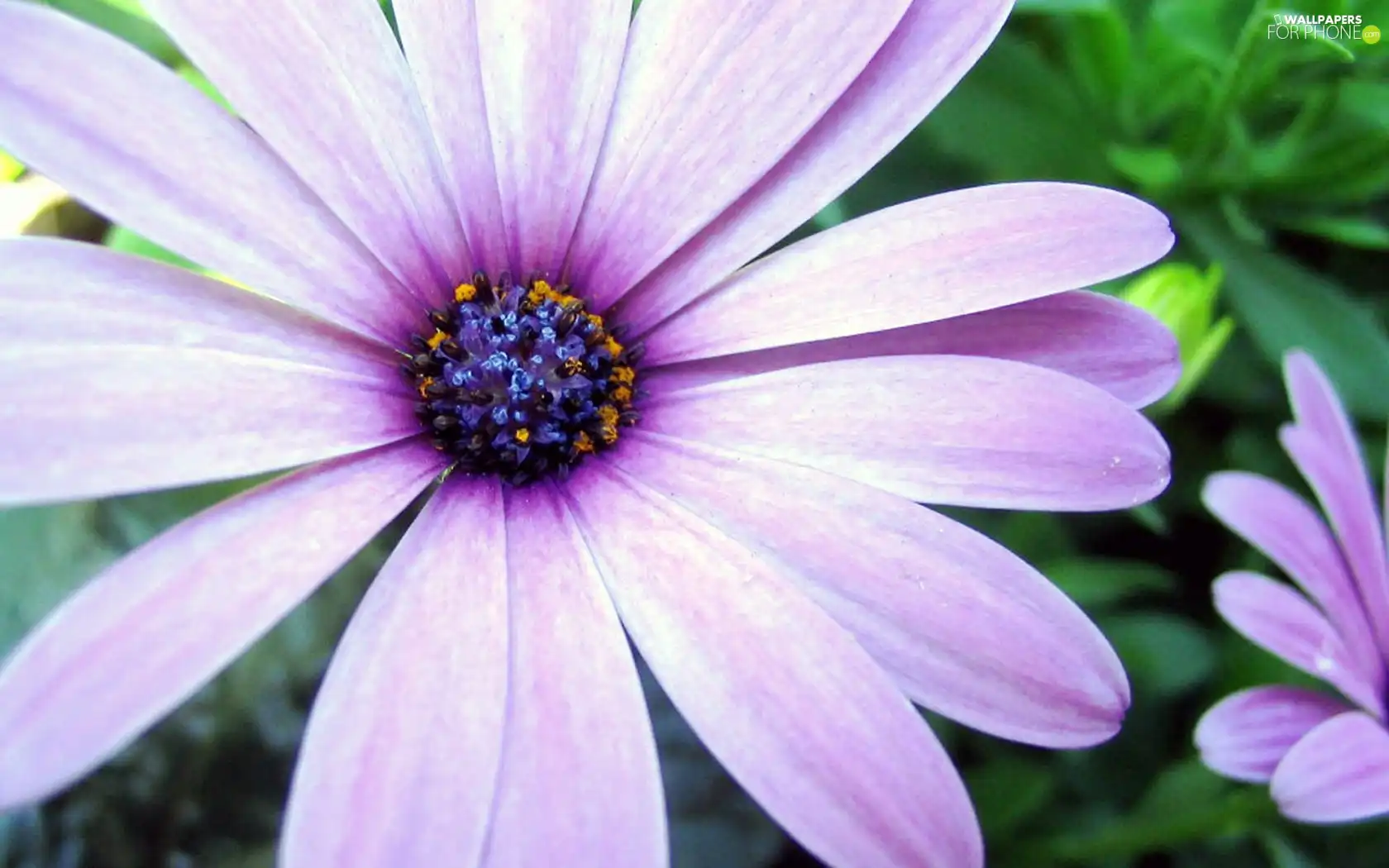 Arktotis, Colourfull Flowers, flakes