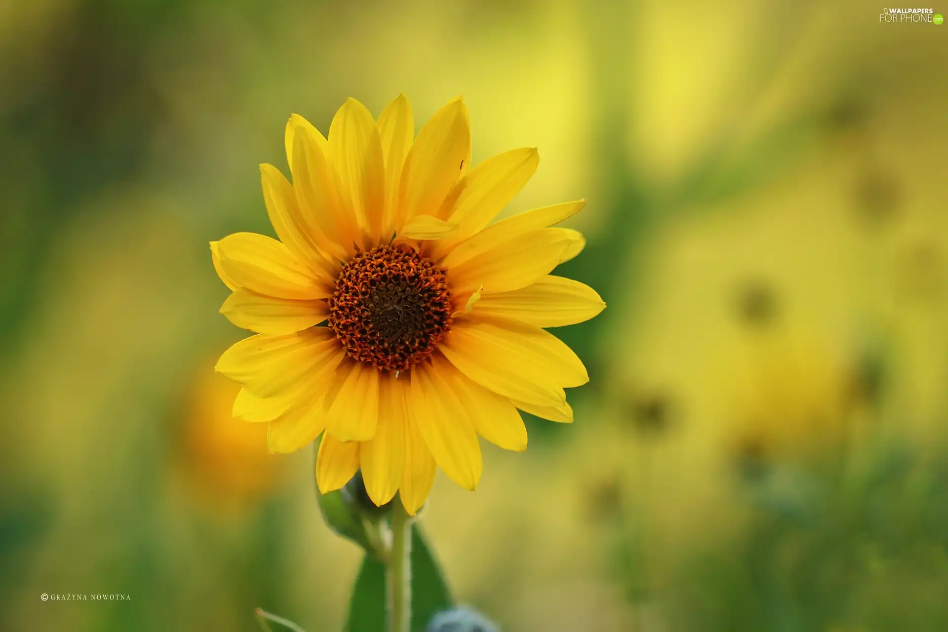 flakes, Yellow, Colourfull Flowers