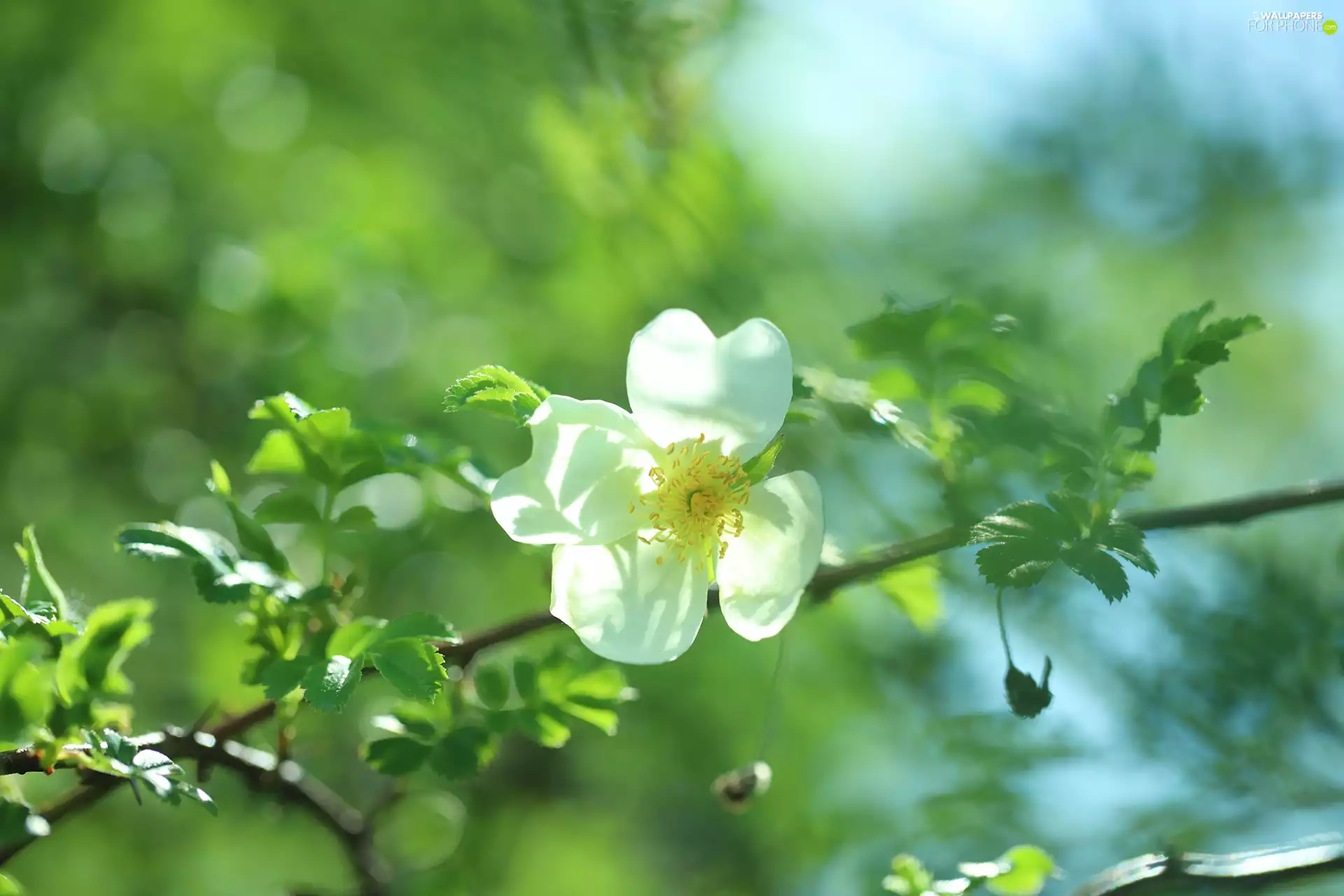 White, Colourfull Flowers, Bush, Briar