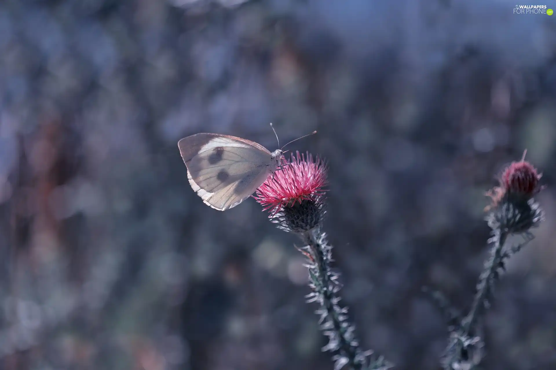 butterfly, Colourfull Flowers, teasel, Cabbage