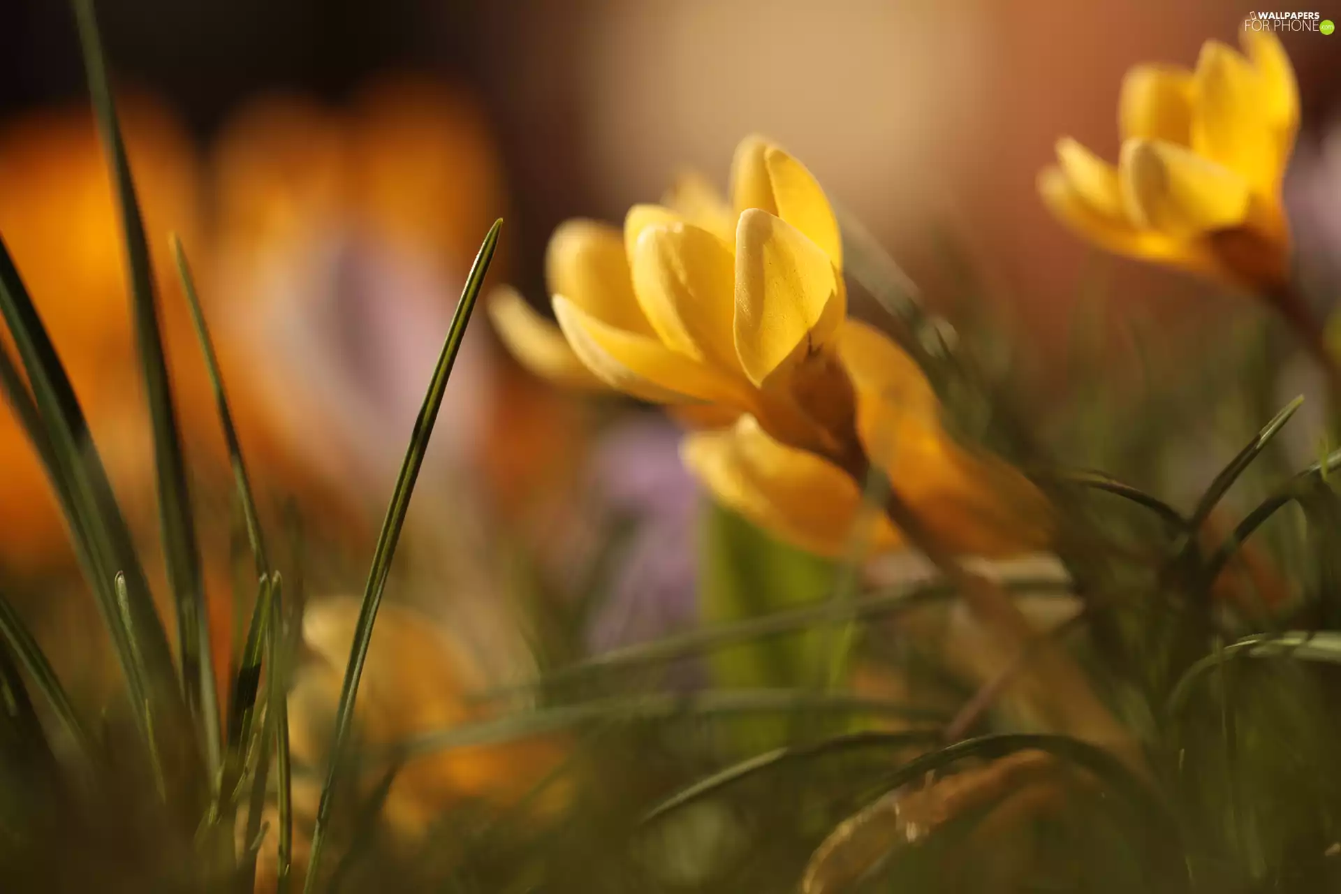 Yellow, Colourfull Flowers, blur, crocus