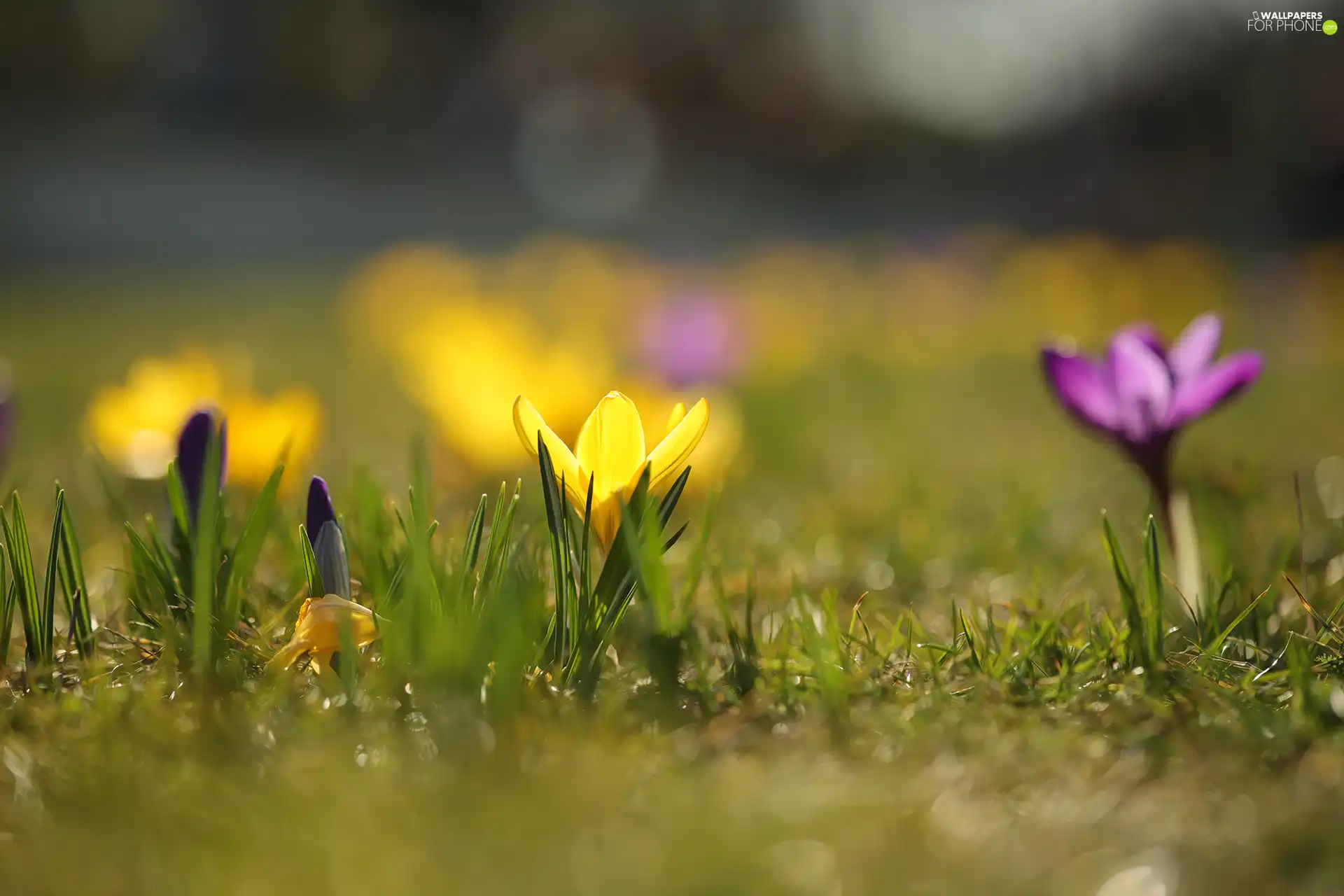 Yellow, Colourfull Flowers, bud, crocus