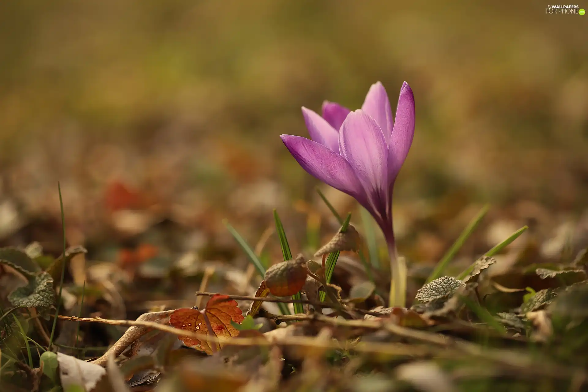 Violet, Colourfull Flowers, developed, crocus