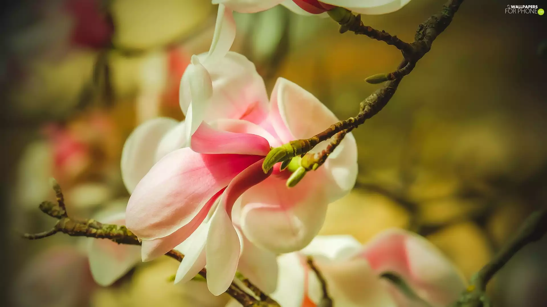 twig, Colourfull Flowers, Magnolia, flower