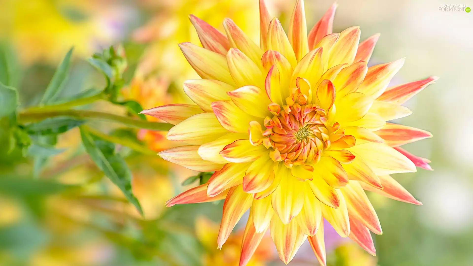 Dalia, Colourfull Flowers, Yellow Honda