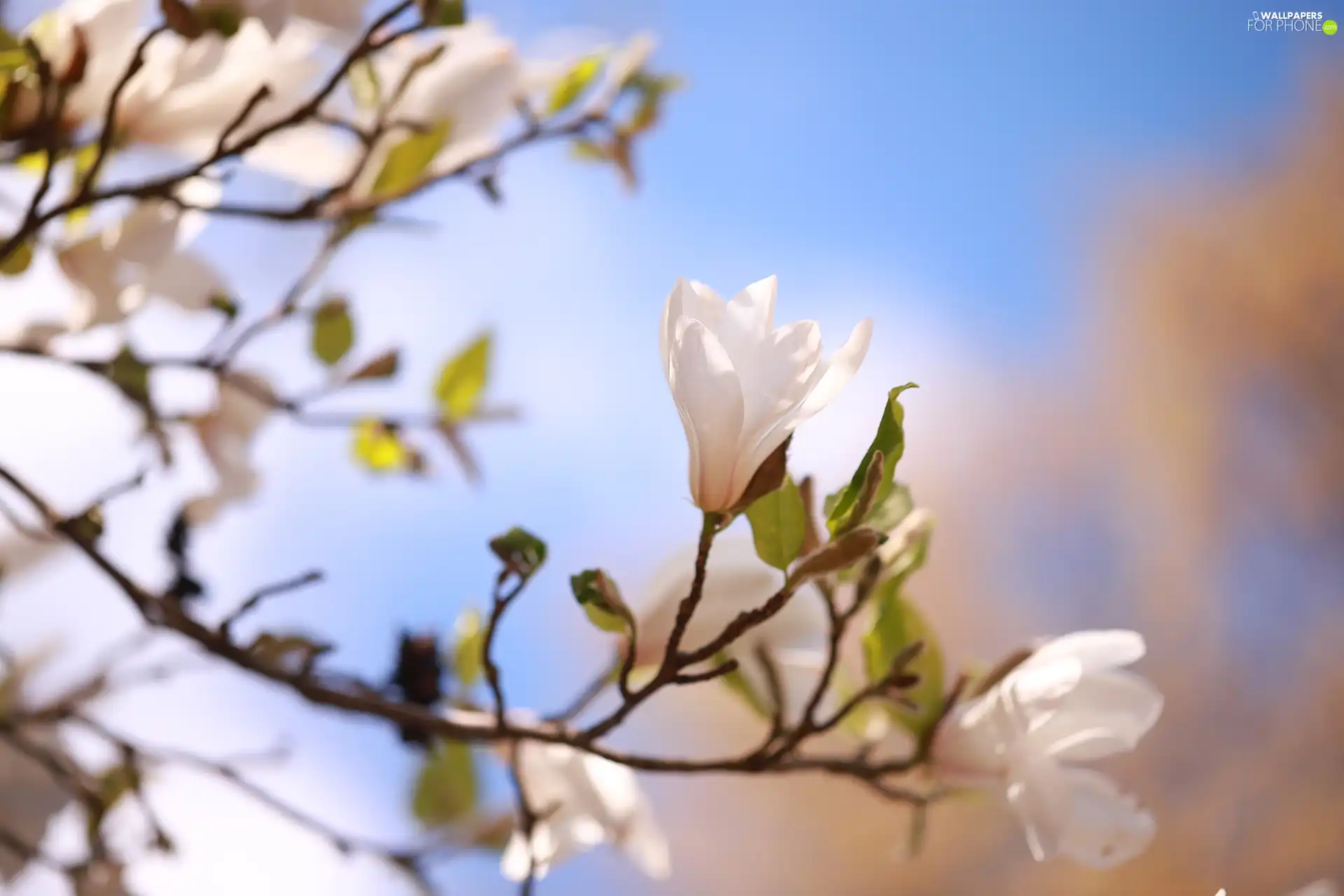 White, Colourfull Flowers, Bush, Magnolia