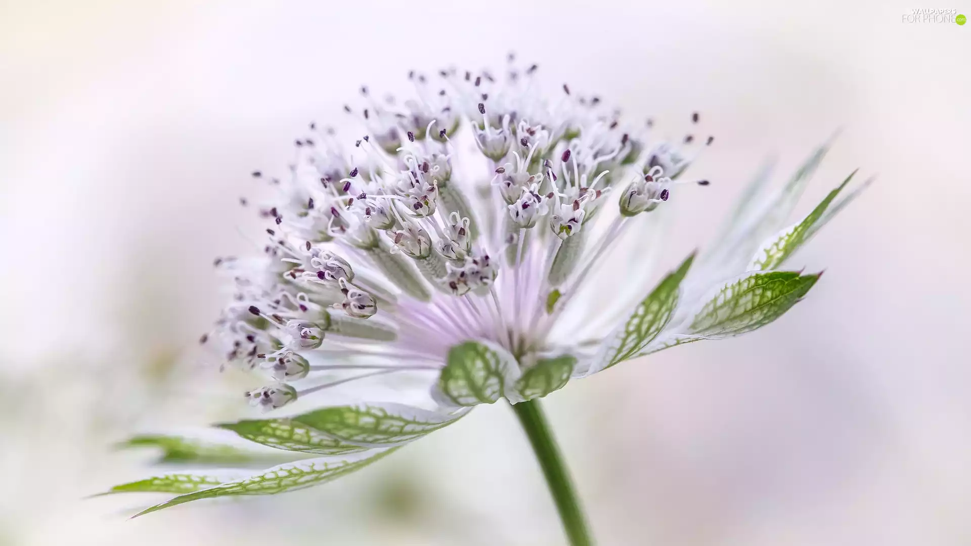 Close, Colourfull Flowers, Great Masterwort