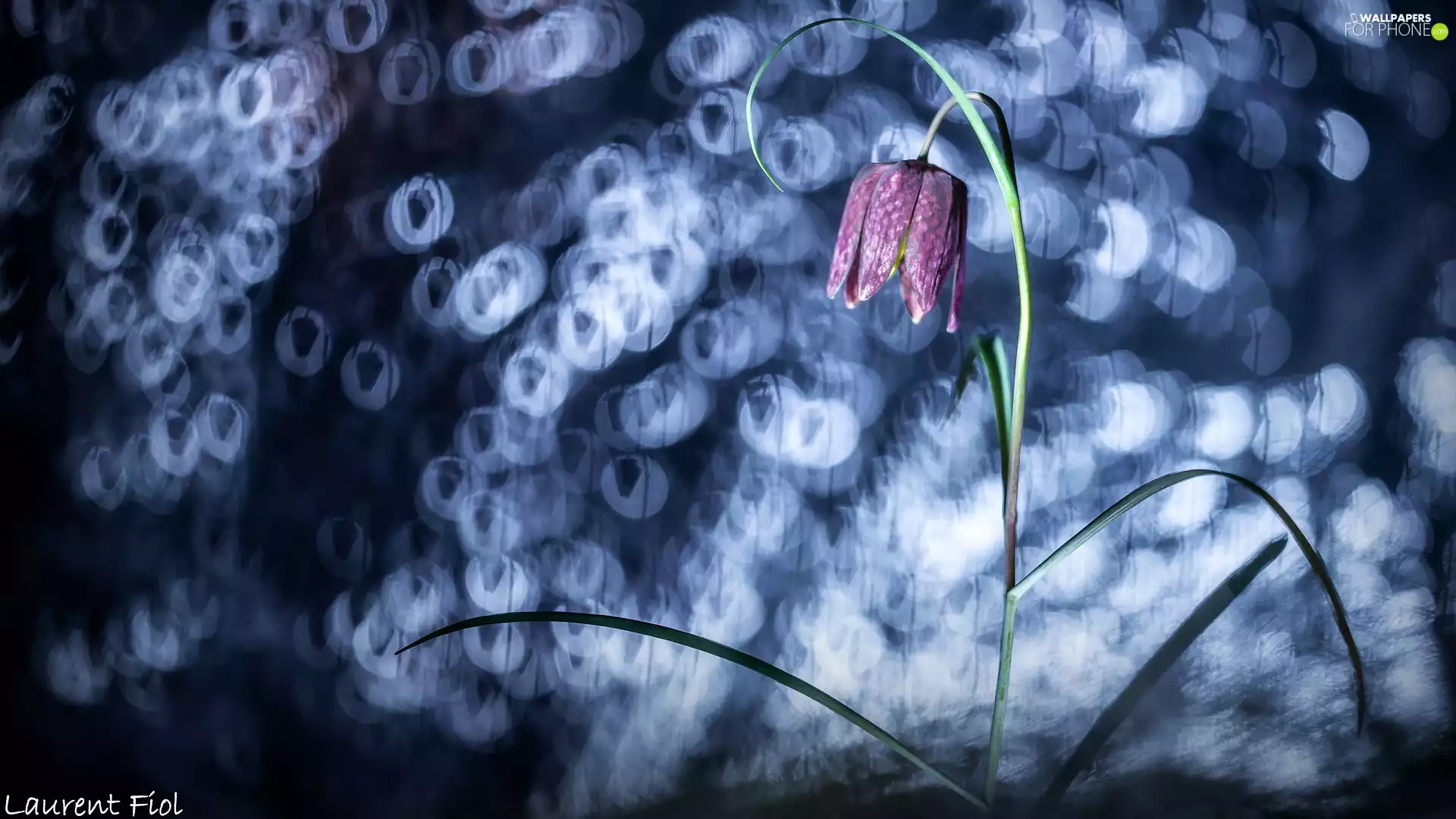 Bokeh, Colourfull Flowers, Fritillaria meleagris