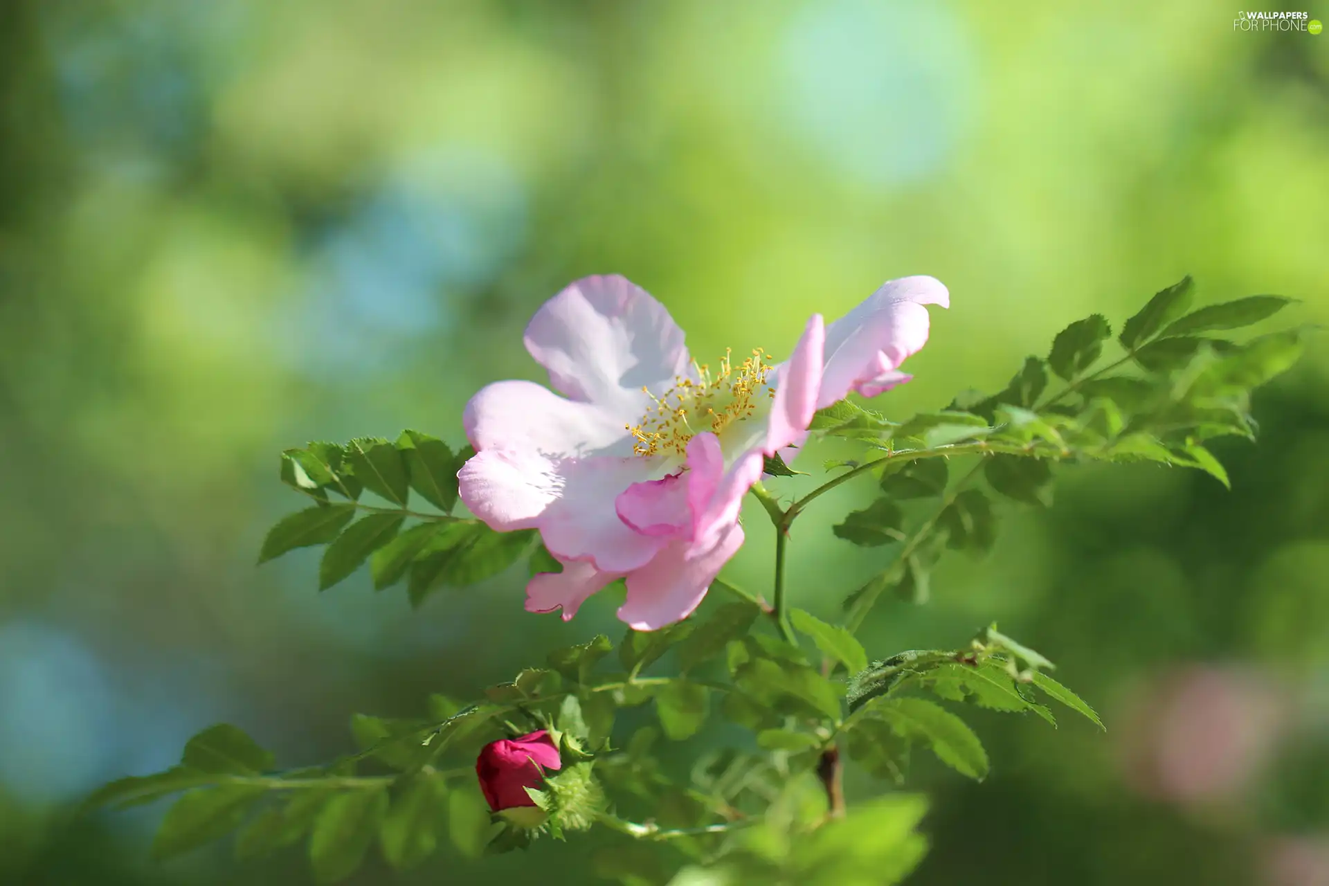 Briar, Colourfull Flowers, doughnut, Pink
