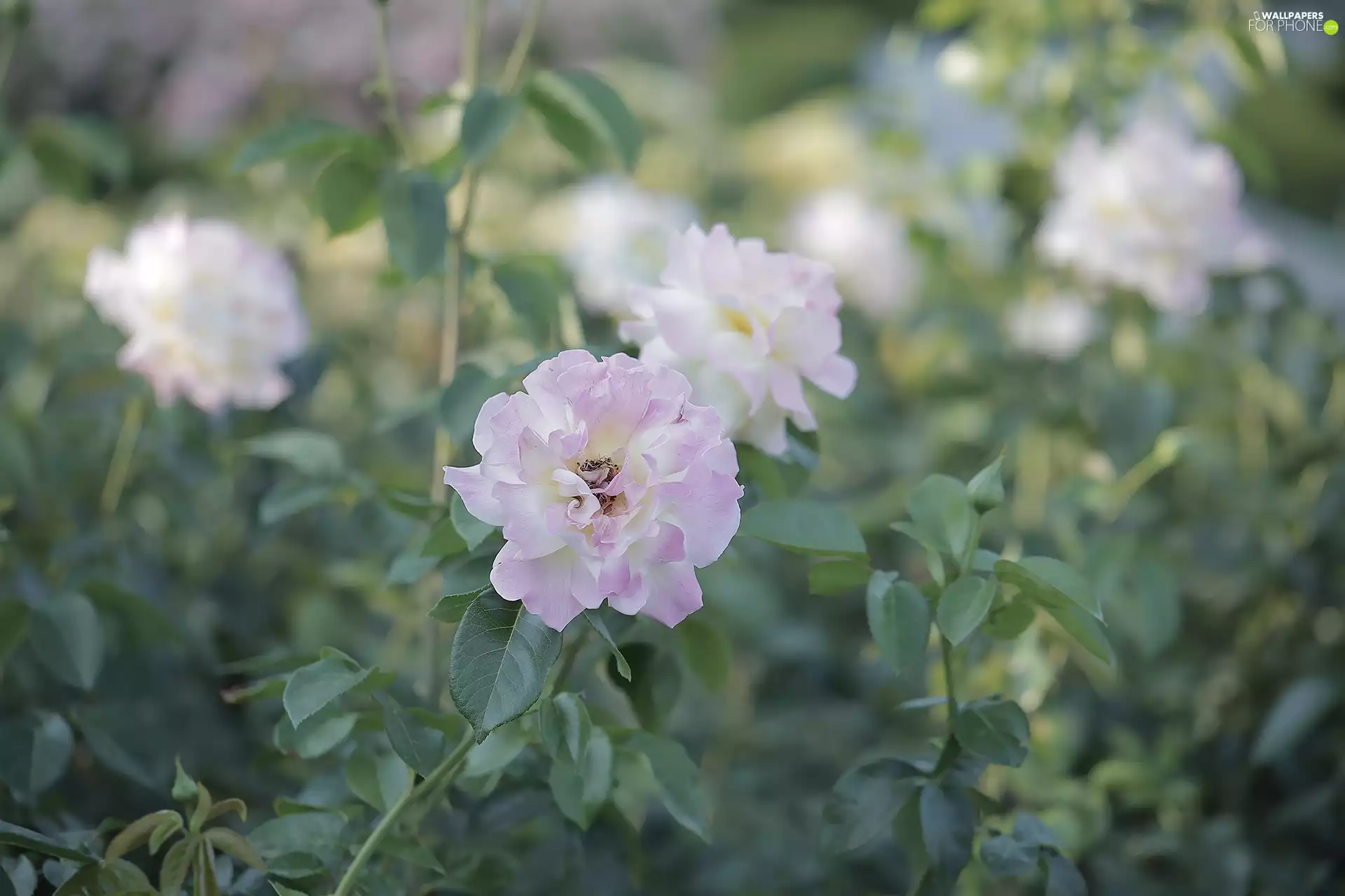 Pink, Colourfull Flowers, rapprochement, rose