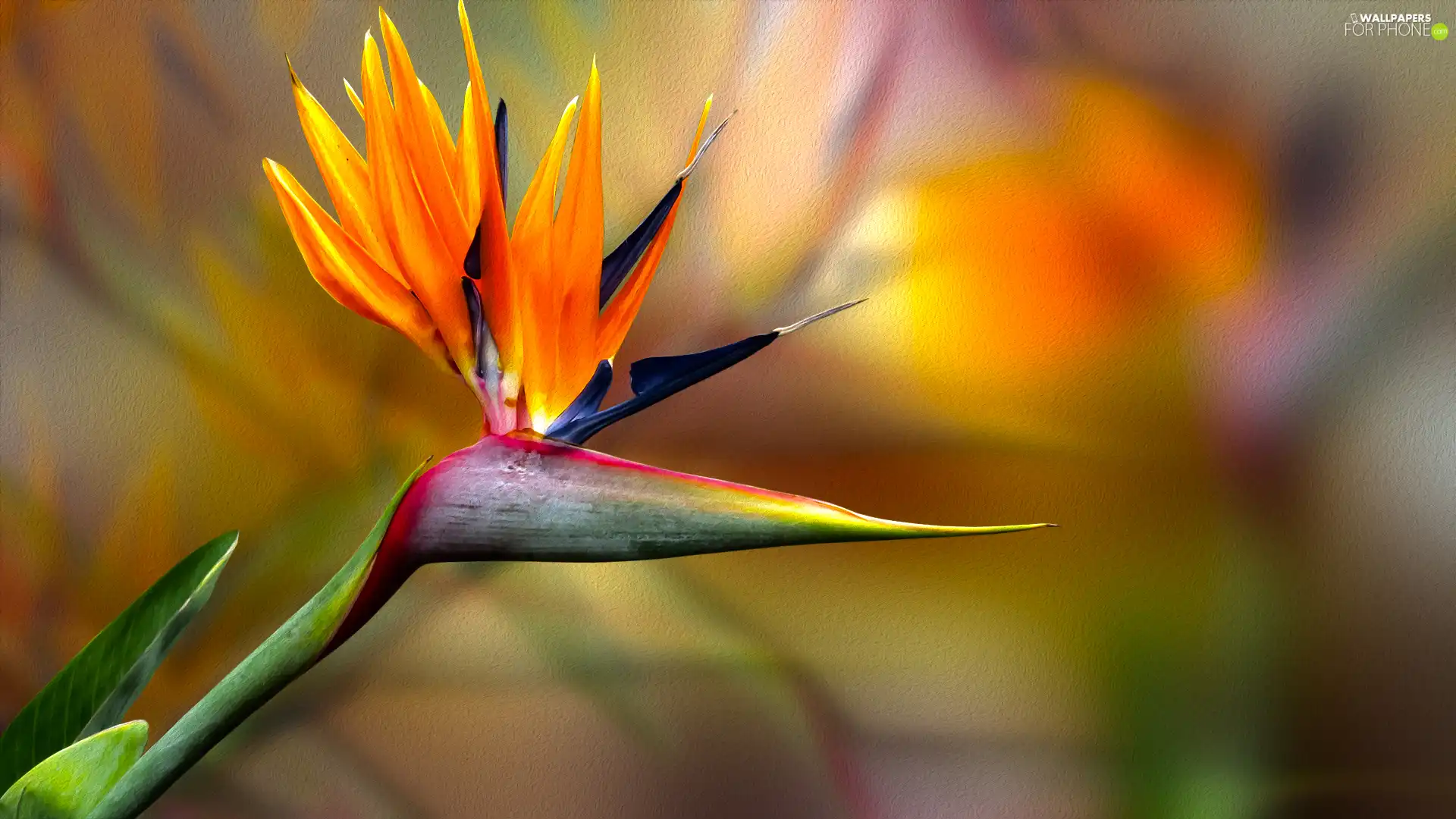graphics, Colourfull Flowers, Strelitzia Royal