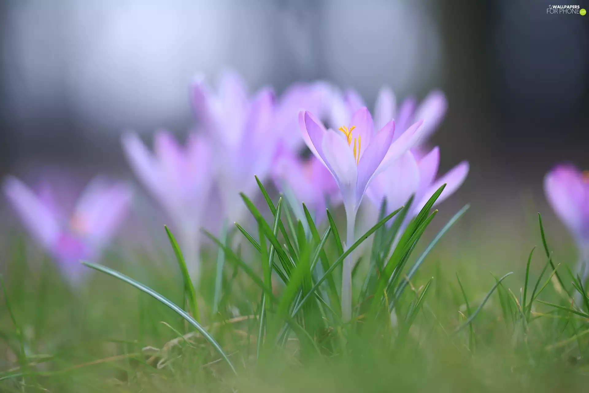 crocus, Colourfull Flowers, rapprochement, Violet