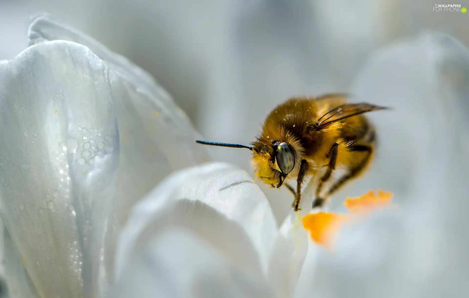 bee, Colourfull Flowers, Close, White