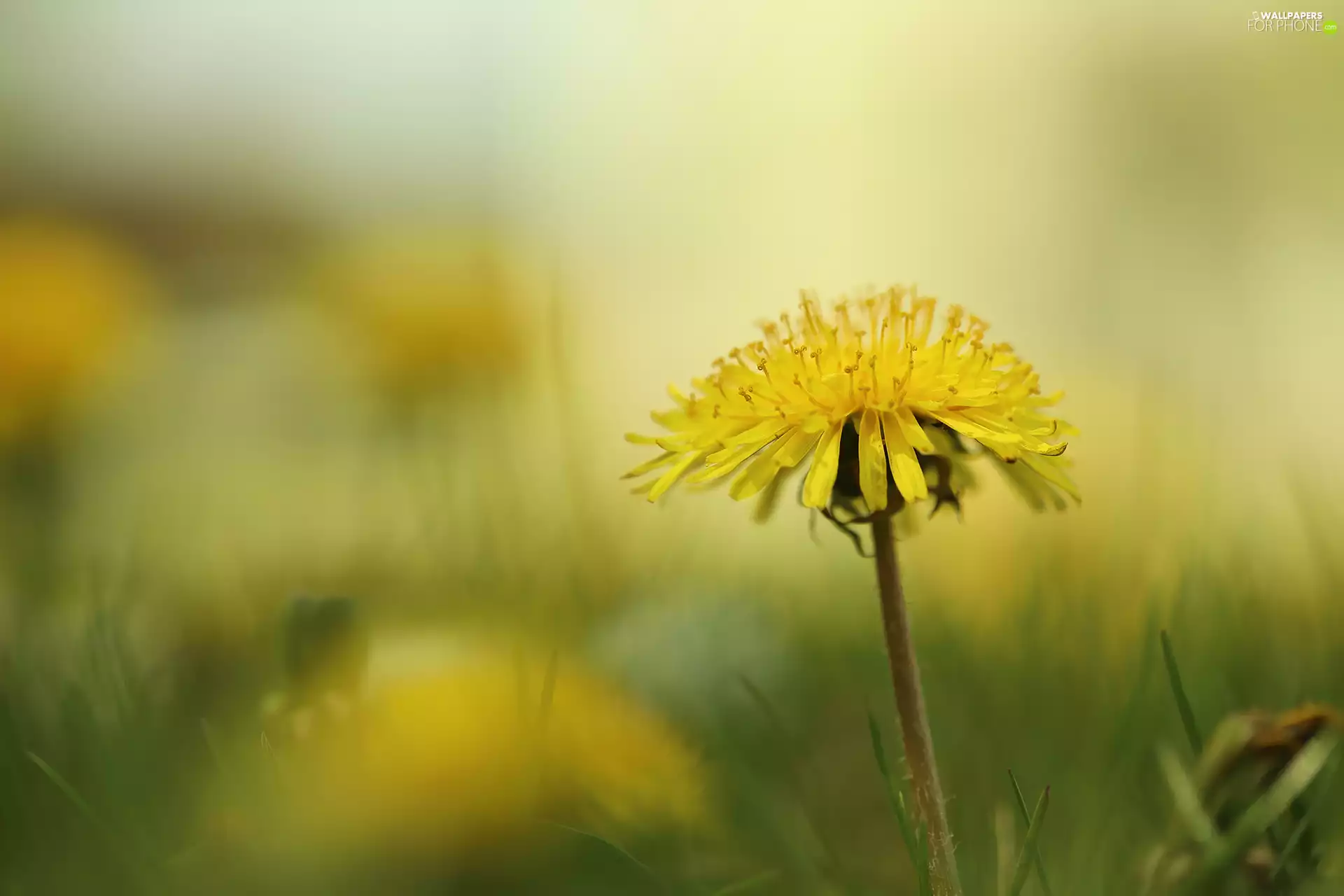 dandelion, Colourfull Flowers, rapprochement, Yellow