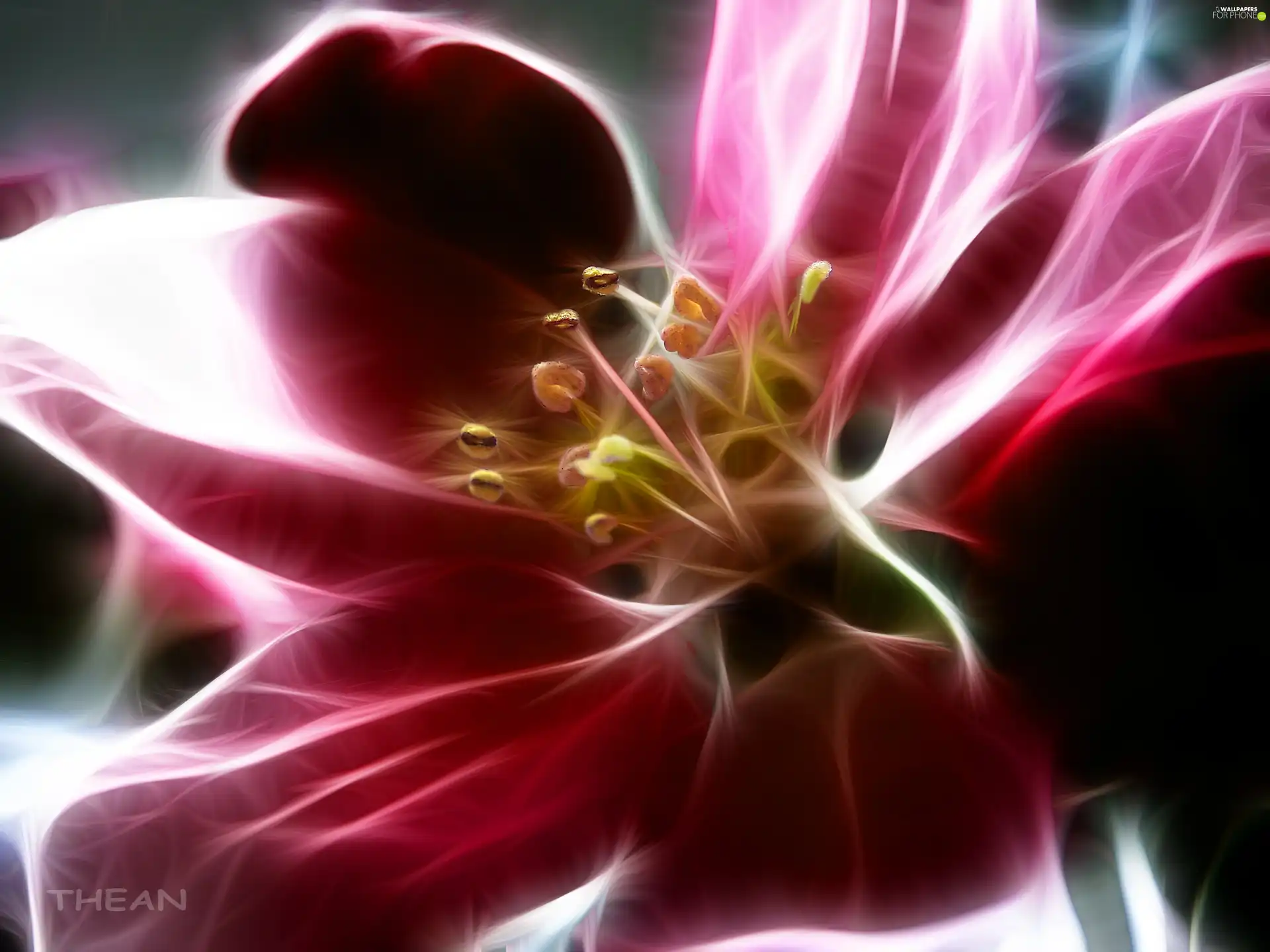 Colourfull Flowers, Fractalius