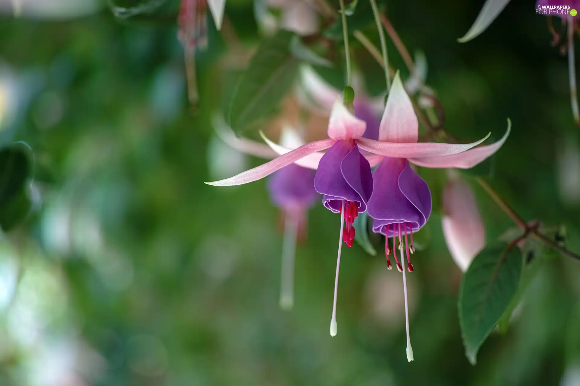 Colourfull Flowers, fuchsia