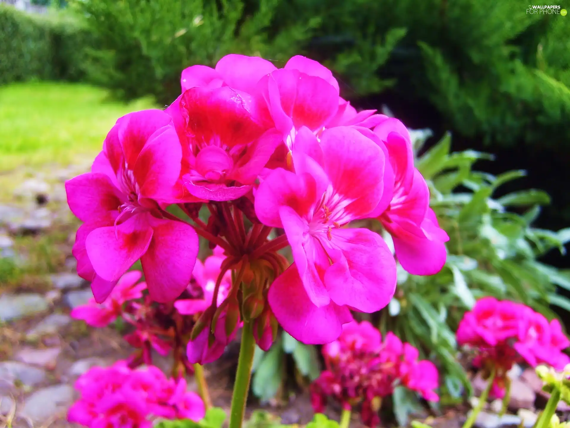 Colourfull Flowers, geranium