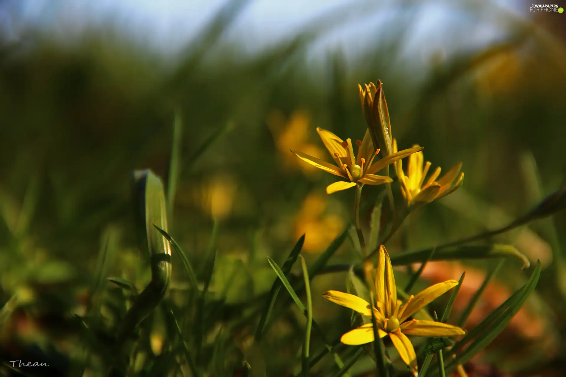 Yellow gold plating, Colourfull Flowers