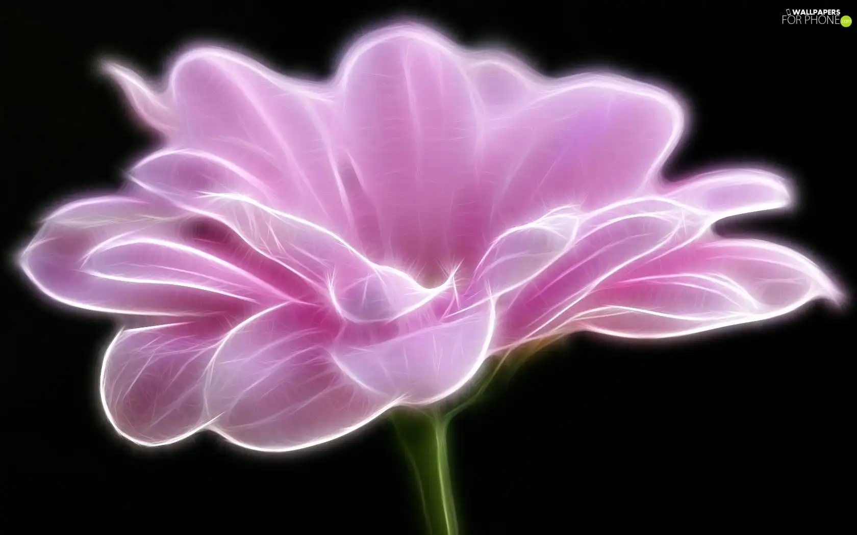 graphics, Pink, Colourfull Flowers