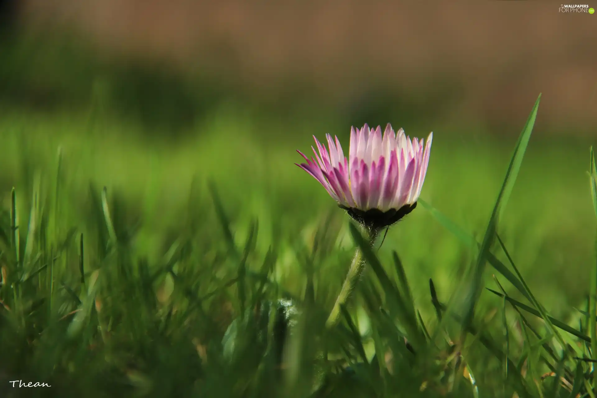 grass, daisy, Colourfull Flowers