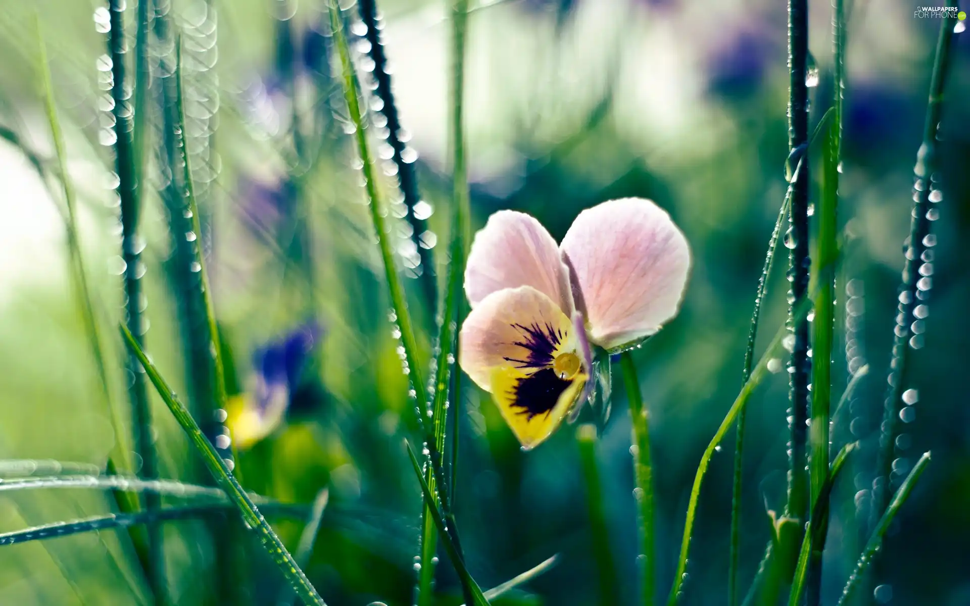 Colourfull Flowers, pansy