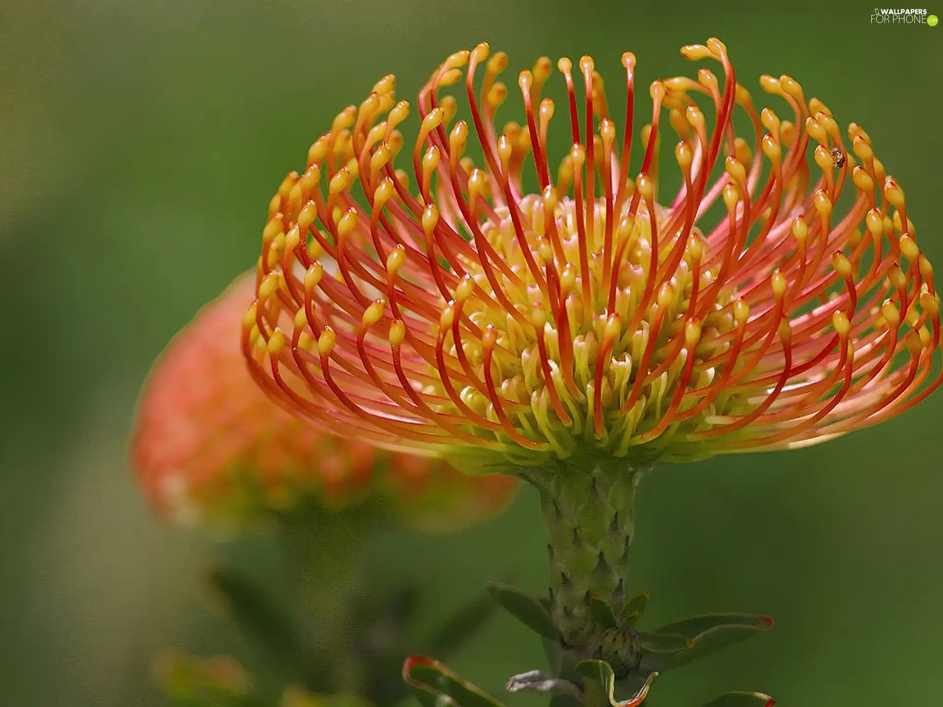 Colourfull Flowers, head