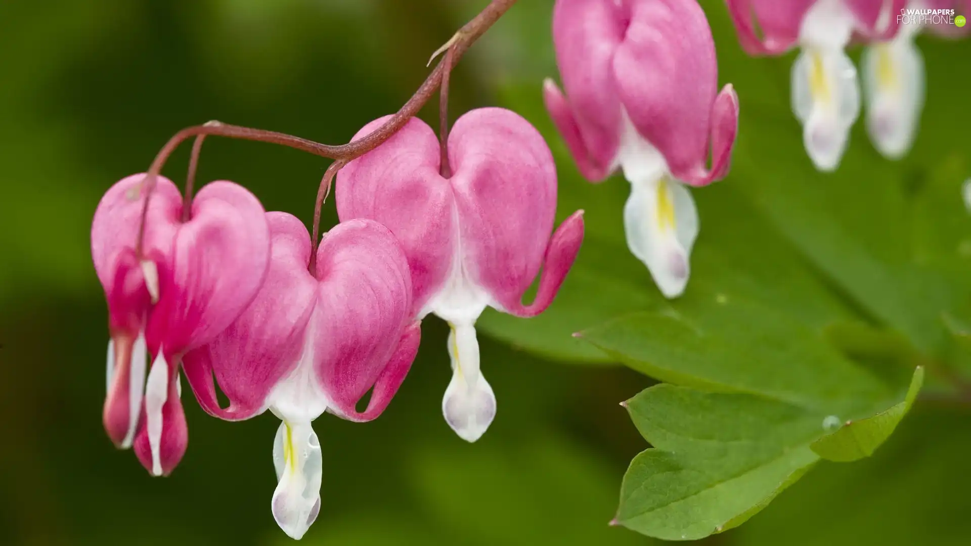 Colourfull Flowers, hearts